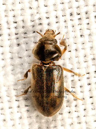 Heterocerus VARIEGATED MUD-LOVING BEETLE 9083387z