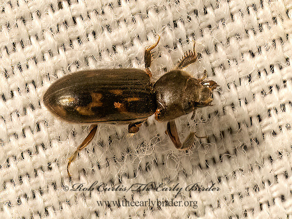 Heterocerus VARIEGATED MUD-LOVING BEETLE 9082241z