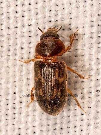 Heterocerus VARIEGATED MUD-LOVING BEETLE 8042188z