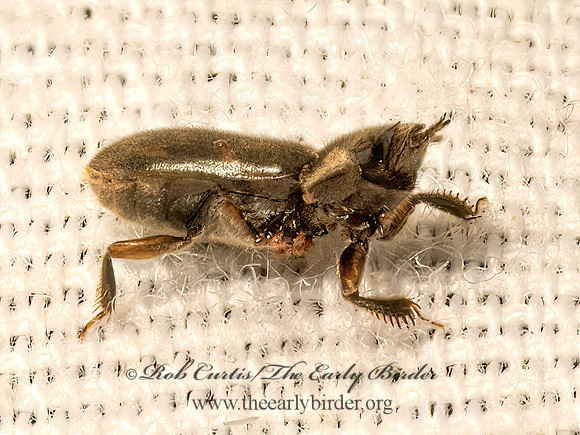 Heterocerus VARIEGATED MUD-LOVING BEETLE 9082240z