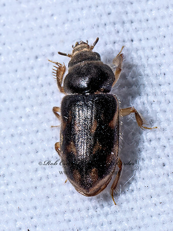 Heterocerus VARIEGATED MUD-LOVING BEETLE 9097015z