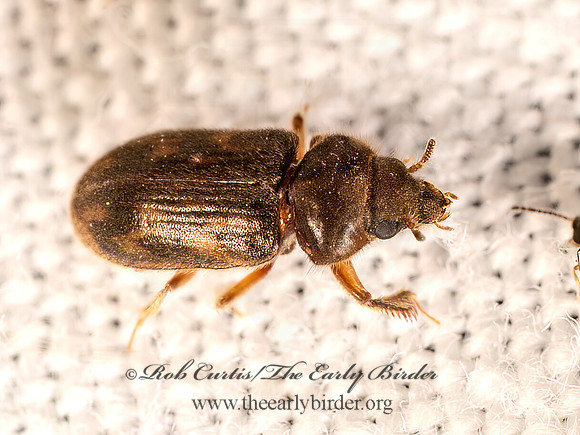 Heterocerus sandersoni VARIEGATED MUD-LOVING BEETLE 8042643z