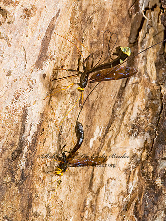 Megarhyssa atrata 8006164 Fz
