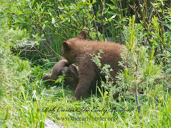 Ursus americanus  BLACK BEAR 9061339z