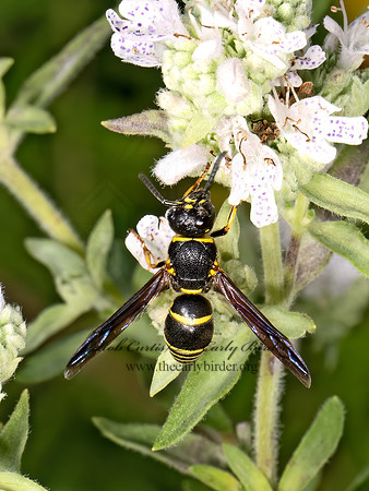 Euodynerus foraminatus  MASON WASP 9069253z