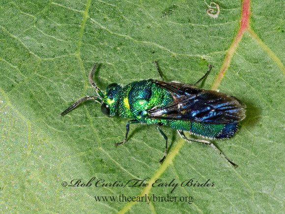 Chrysis angolensis  CUCKOO WASP 9069511z