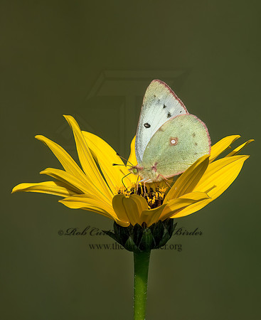 Colias philodice  CLOUDED SULPHUR 6015577z