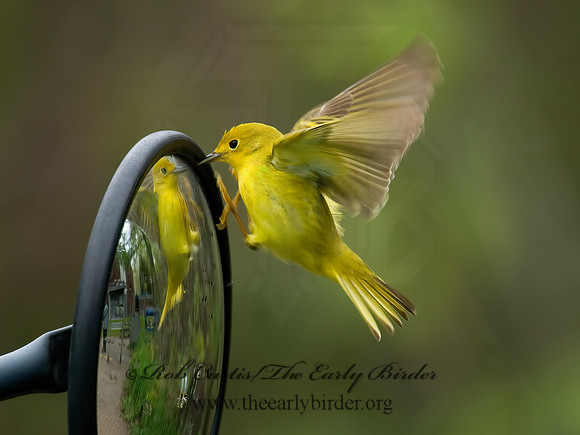 Setophaga petechia  YELLOW WARBLER 6004848z