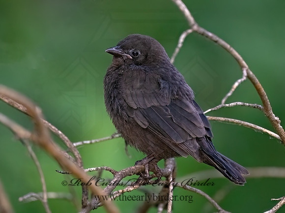 Quiscalus quiscula COMMON GRACKLE 9077867z