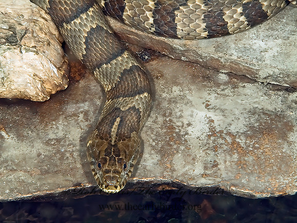 Nerodia sipedon  NORTHERN WATER SNAKE 4003268z