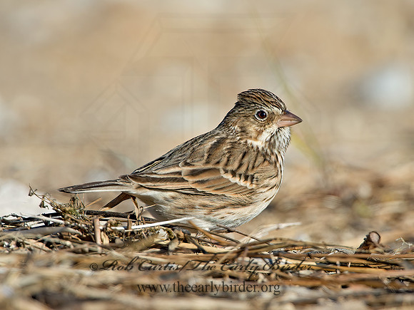 Pooecetes gramineus  VESPER SPARROW 9053823z