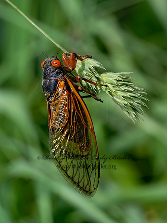 Magicicada cassinii CASSINI'S PERIODICAL CICADA 9088252 z
