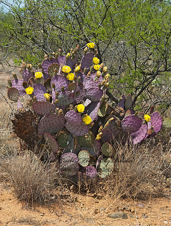 Opuntia violacea var. santa-rita 5006214 Opuntiaz