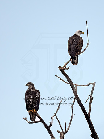 Haliaeetus leucocephalus  BALD EAGLE 9066776z