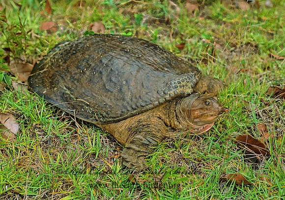 Apalone ferox  FLORIDA SOFTSHELL TURTLE 247716 z