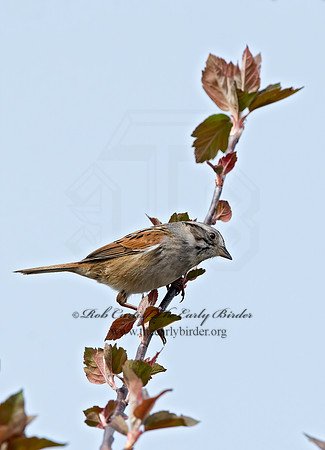 Melospiza georgiana  SWAMP SPARROW 9042997z