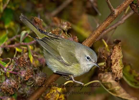 Leiothlypis celata  ORANGE-CROWNED WARBLER 8019216z