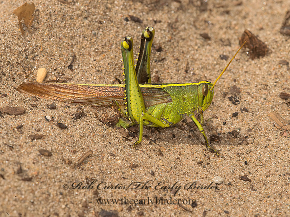 Schistocerca lineata  SPOTTED BIRD GRASSHOPPER 9040724z
