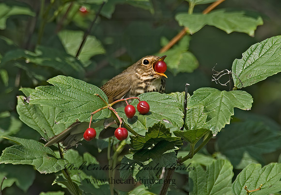 Catharus ustulatus  SWAINSON'S THRUSH 6014695z