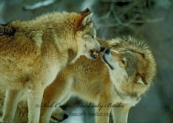 Canis lupus  GRAY WOLF 84334 z