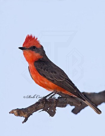 Pyrocephalus rubinus  VERMILION FLYCATCHER 7008565Z