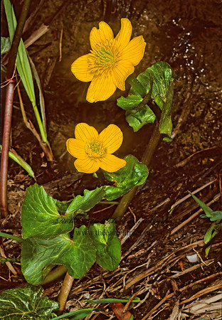 Caltha palustris  MARSH MARIGOLD 241420z