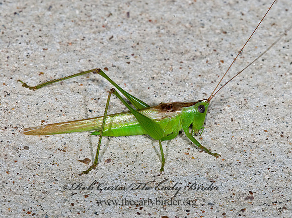 Conocephalus fasciatus fasciatus 6024245z