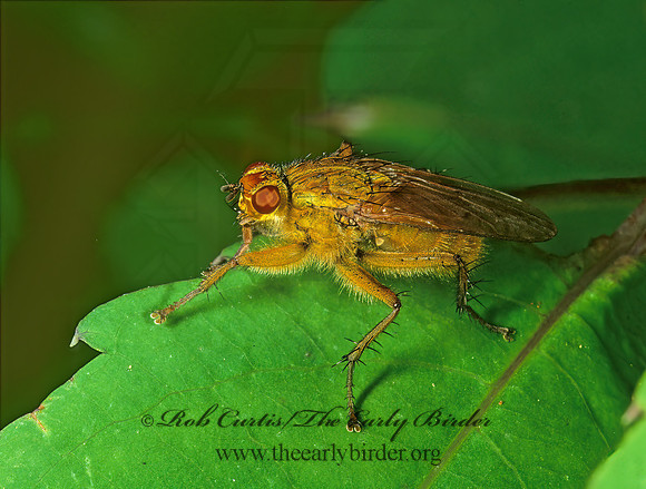 Scathophaga stercoraria  DUNG FLY 1115428z