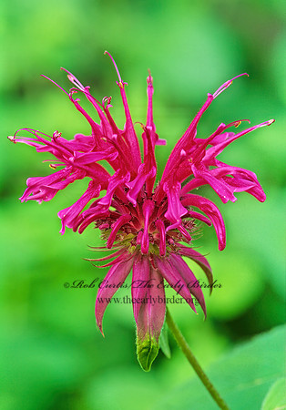 Monarda media  PURPLE BERGAMOT 277521z