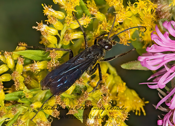 Anoplius lepidus atramentarius 5016143z