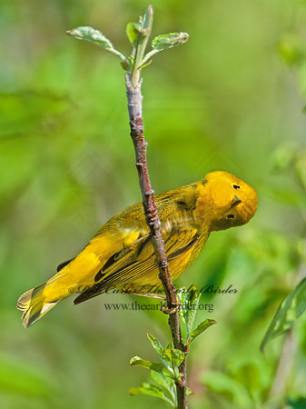 Setophaga petechia  YELLOW WARBLER 1272012z