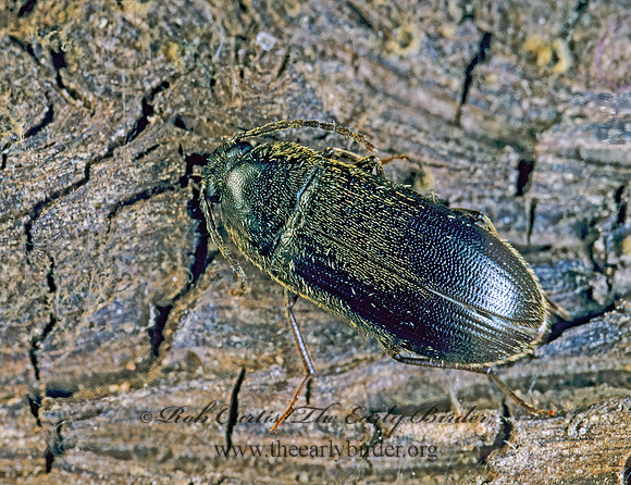 Hymenorus 178015 z