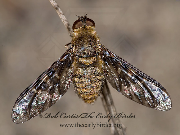 Dipalta serpentina  VILIINI BEE FLY 6011918z