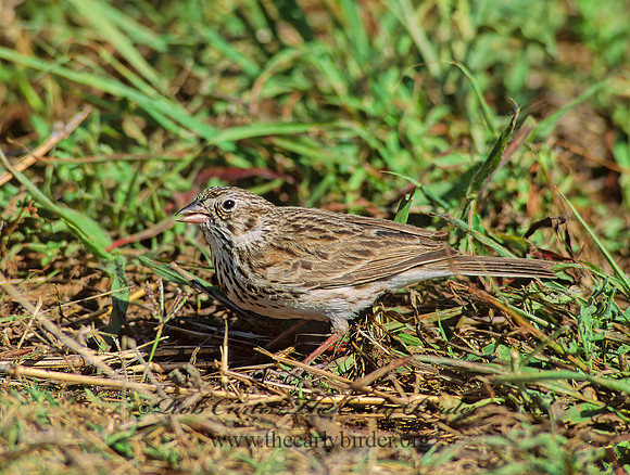 Pooecetes gramineus  VESPER SPARROW  88735z