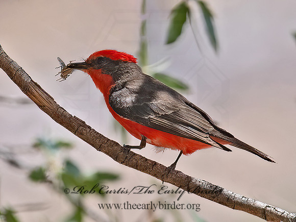 Pyrocephalus rubinus  VERMILION FLYCATCHER 6040529Z