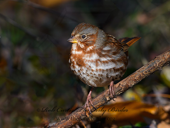 Passerella iliaca  FOX SPARROW 1300415z