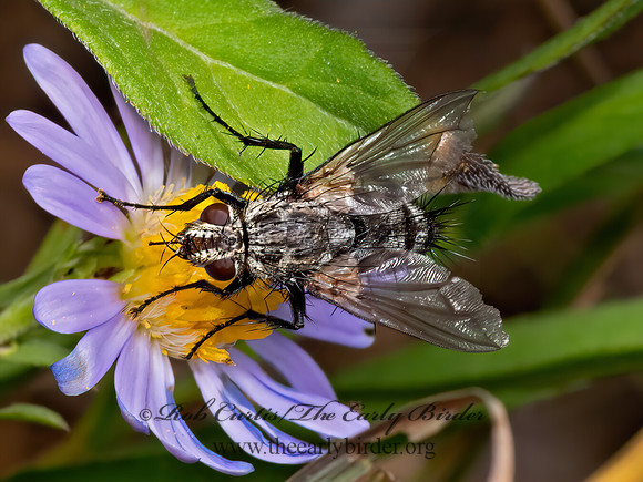 Trochilodes skinneri DEXIINAE TACHINID 3024382z