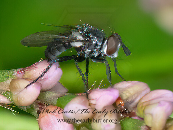 Epigrimyia DEXIINAE TACHIND FLY 3022672z