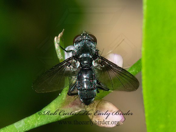 Epigrimyia DEXIINAE TACHIND FLY 3022673z