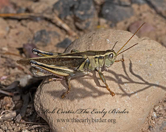 Melanoplus bivittatus  2-STRIPED GRASSHOPPER 3024951z