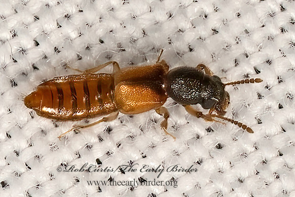 Bledius  OXYTELINAE ROVE BEETLE 3041765z
