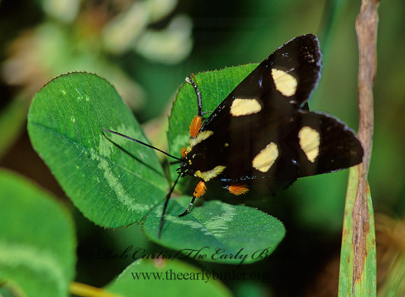 Alypia octomaculata 8-SPOTTED FORESTER MOTH 171119z