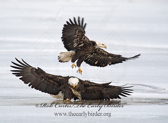 Haliaeetus leucocephalus  BALD EAGLE 8000609  Sz
