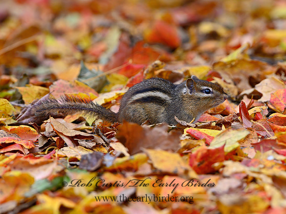 Tamias striatus  EASTERN CHIPMUNK 1308129z