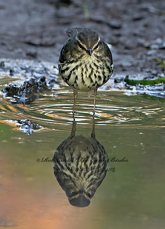 Parkesia noveboracensis  NORTHERN WATERTHRUSH 9024776z