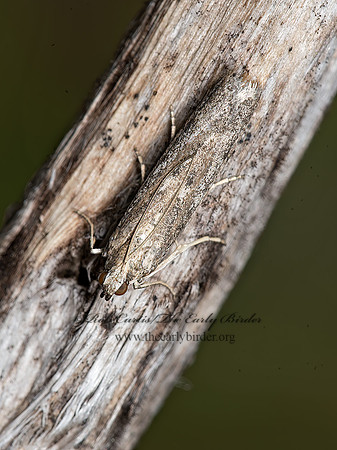 Homoeosoma electellum  SUNFLOWER MOTH 9047691z