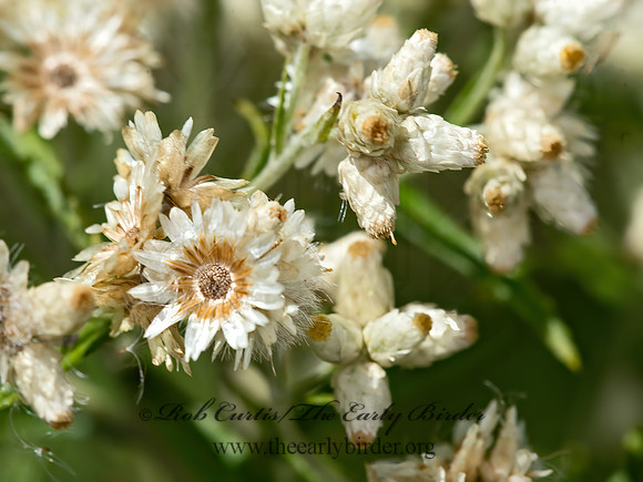 Pseudognaphalium obtusifolium  SWEET EVERLASTING 9041144z