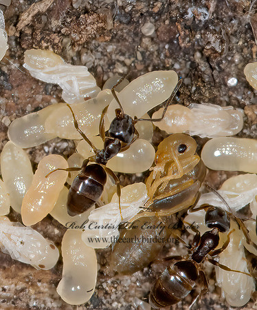 Tapinoma sessile 6007178az