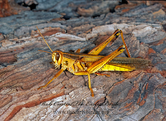 Schistocerca americana AMERICAN BIRD GRASSHOPPER 262218z