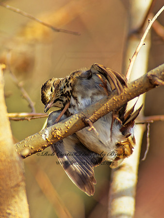 Catharus guttatus  HERMIT THRUSH 139019z